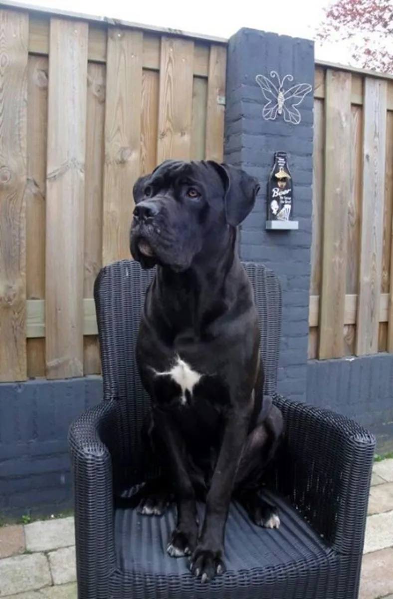 Cane Corso çiftleştirme | Dengeli karakter | Sadece sorumlu eşleştirme