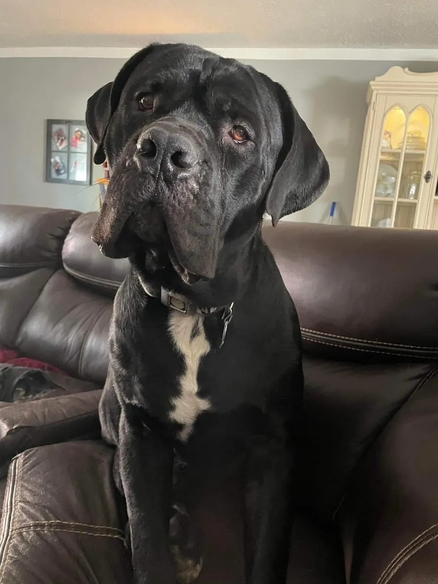 Cane Corso çiftleştirme | Dengeli karakter | Sadece sorumlu eşleştirme