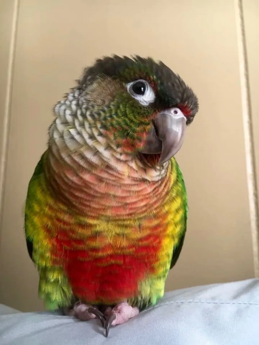 Green Cheek Conure for sale | Tame and energetic | Can include cage