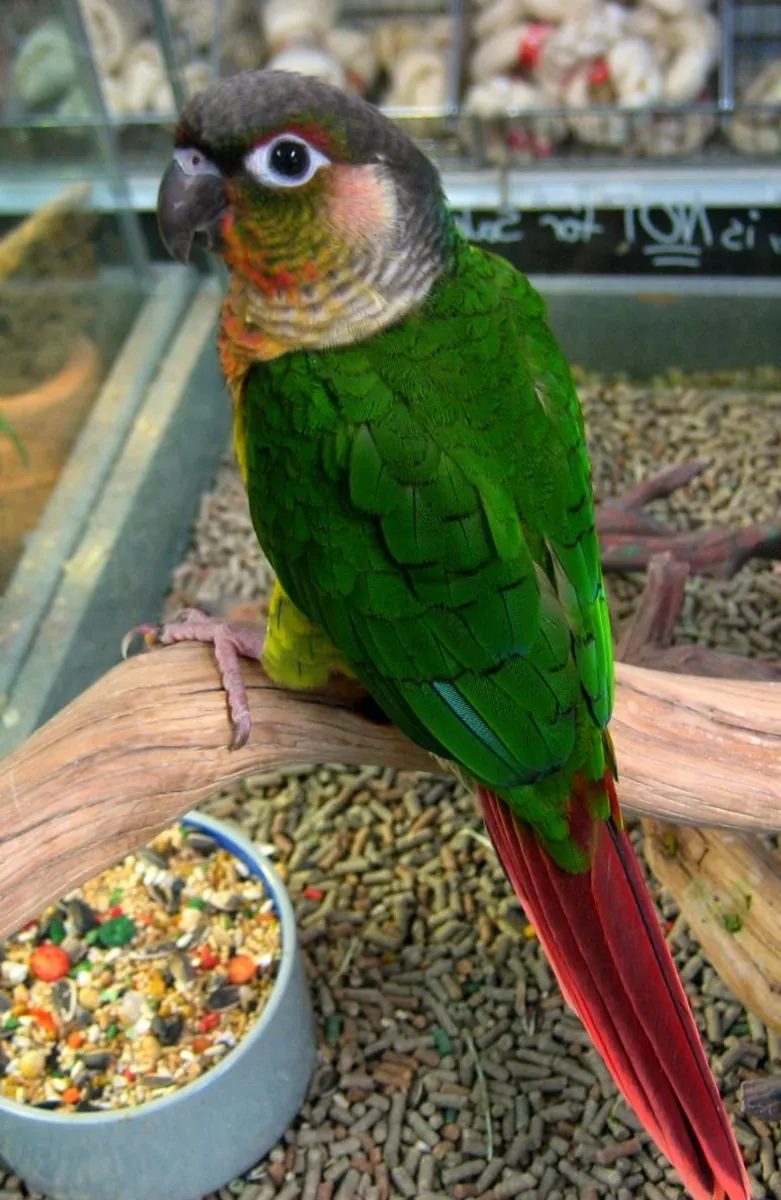 Green Cheek Conure for sale | Tame and energetic | Can include cage