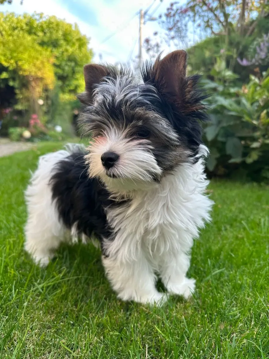 Yorkshire Terrier for sale | Very people-oriented | Apartment living OK