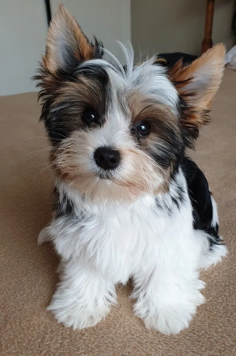 Yorkshire Terrier for sale | Very people-oriented | Apartment living OK