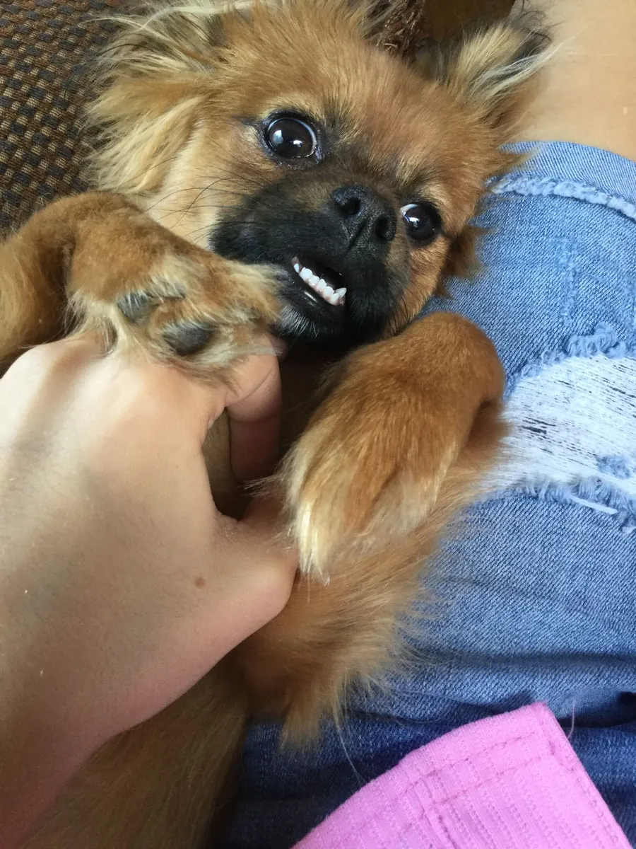 Pekingese available for free adoption | Calm, affectionate | Gentle family wanted