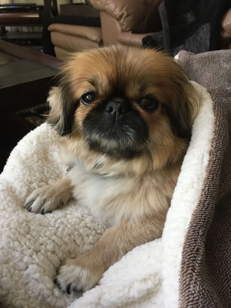 Pekingese available for free adoption | Calm, affectionate | Gentle family wanted