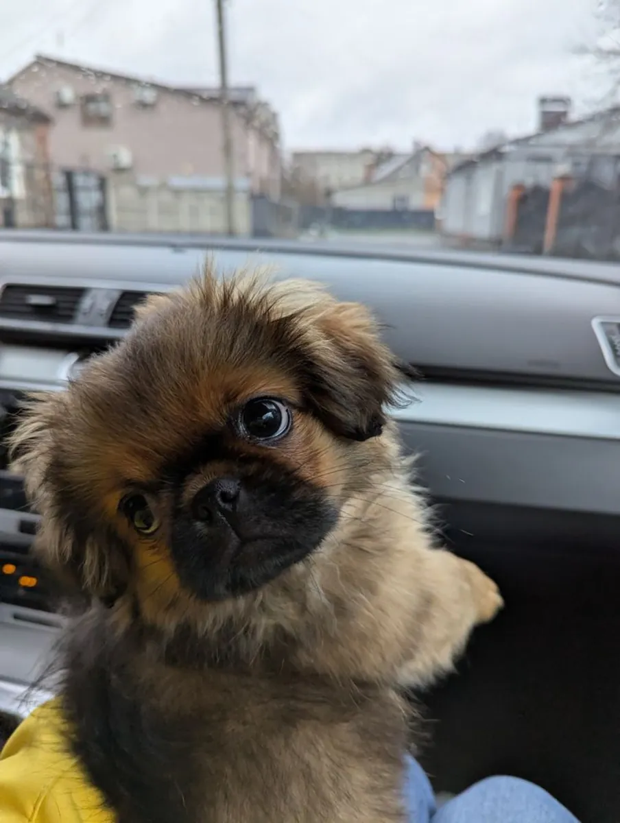 Pekingese available for free adoption | Calm, affectionate | Gentle family wanted