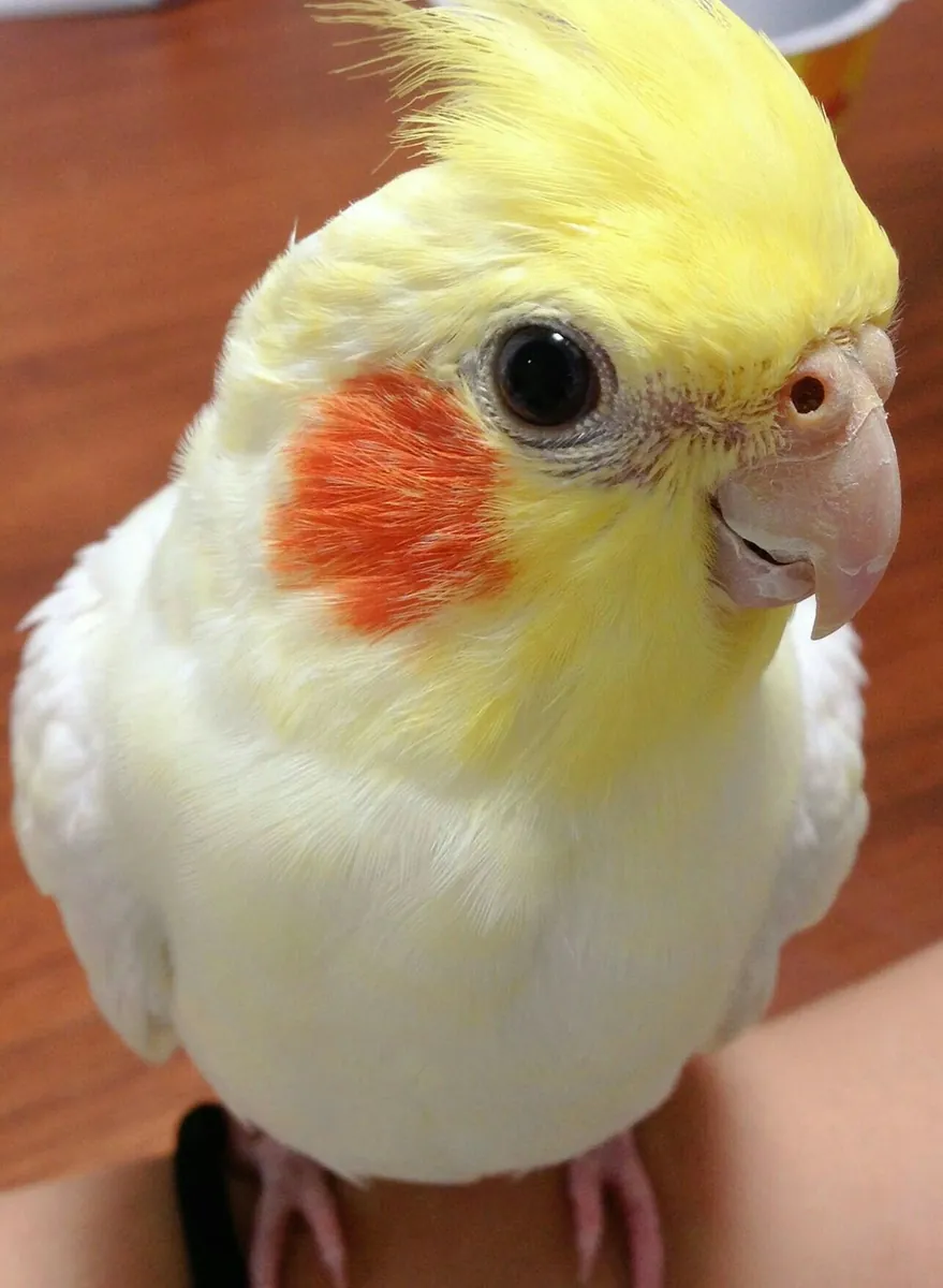 Perruche calopsitte perdue | Très sociable | Récompense si retrouvée