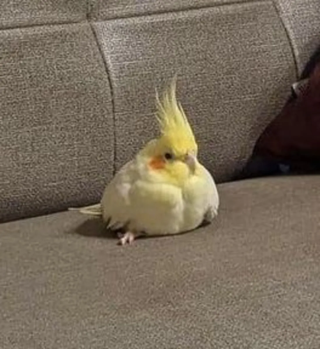 Perruche calopsitte perdue | Très sociable | Récompense si retrouvée