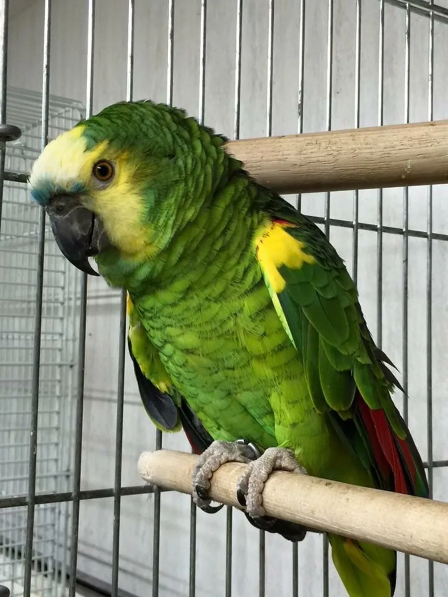 Amazon for breeding | Mature male | Responsible mating