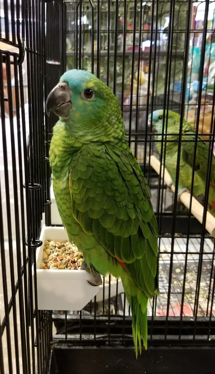 Amazon for breeding | Mature male | Responsible mating