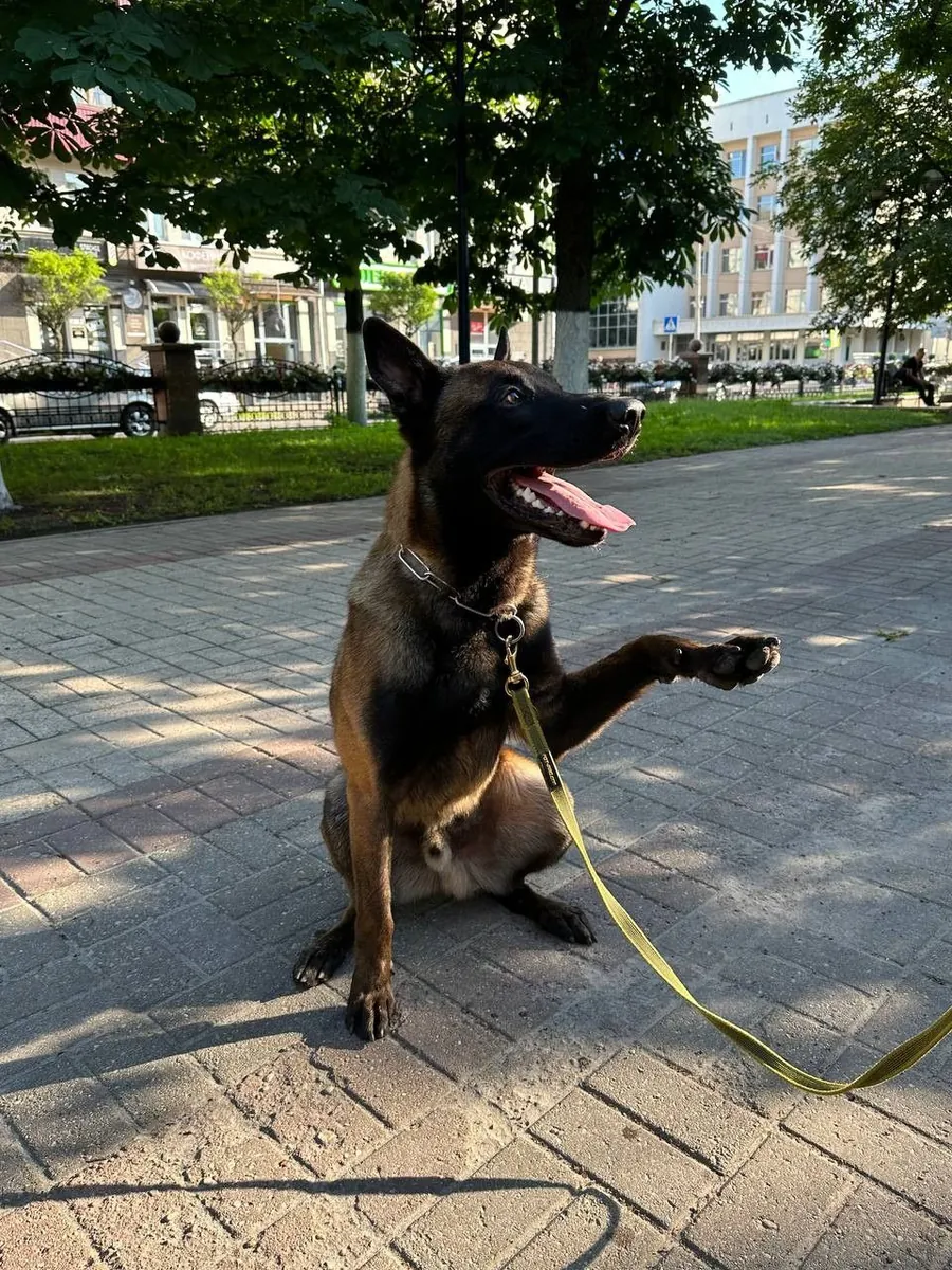 Belgian Malinois for sale | Very intelligent, athletic | For an active person