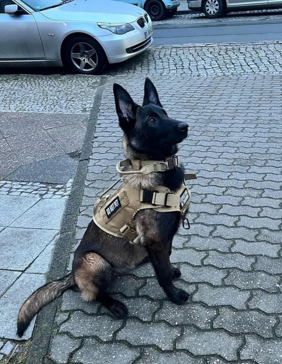 Belgian Malinois for sale | Very intelligent, athletic | For an active person