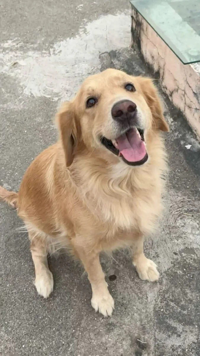 Golden Retriever for sale | Family-friendly, very affectionate | House-bound