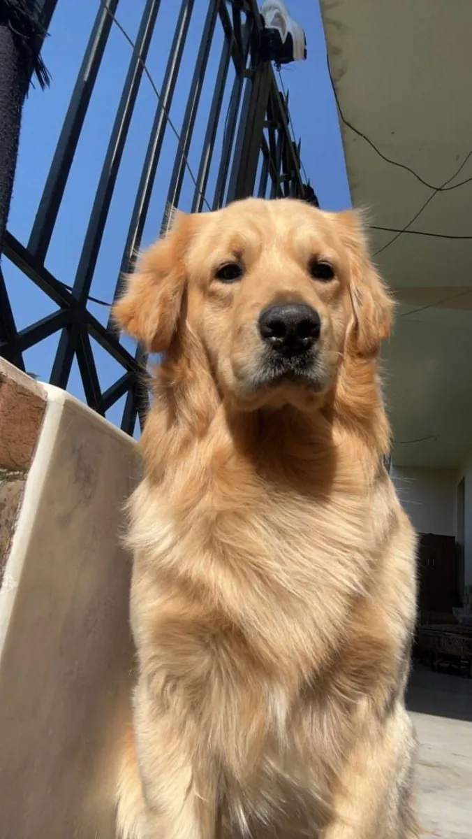 Golden Retriever for sale | Family-friendly, very affectionate | House-bound