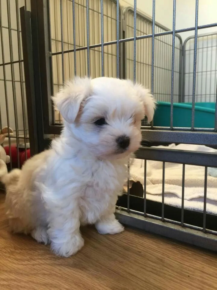 Maltese available for free adoption | Sweet and calm | Responsible home