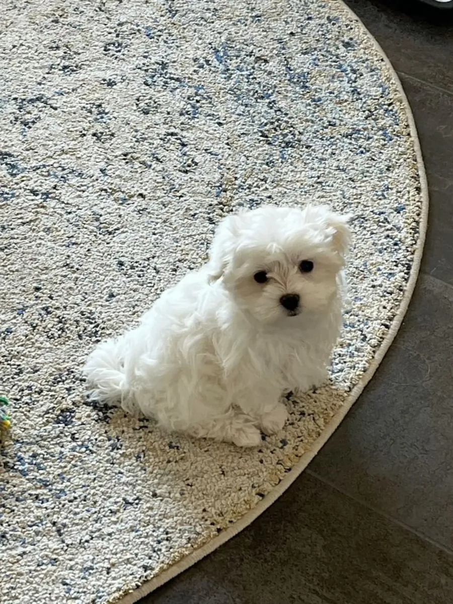 Maltese available for free adoption | Sweet and calm | Responsible home