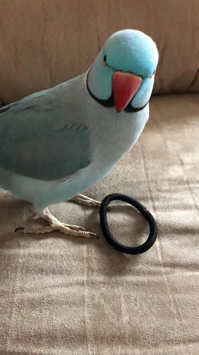 Lost Ringneck Parakeet | Green with long tail | Responds to “Rio”