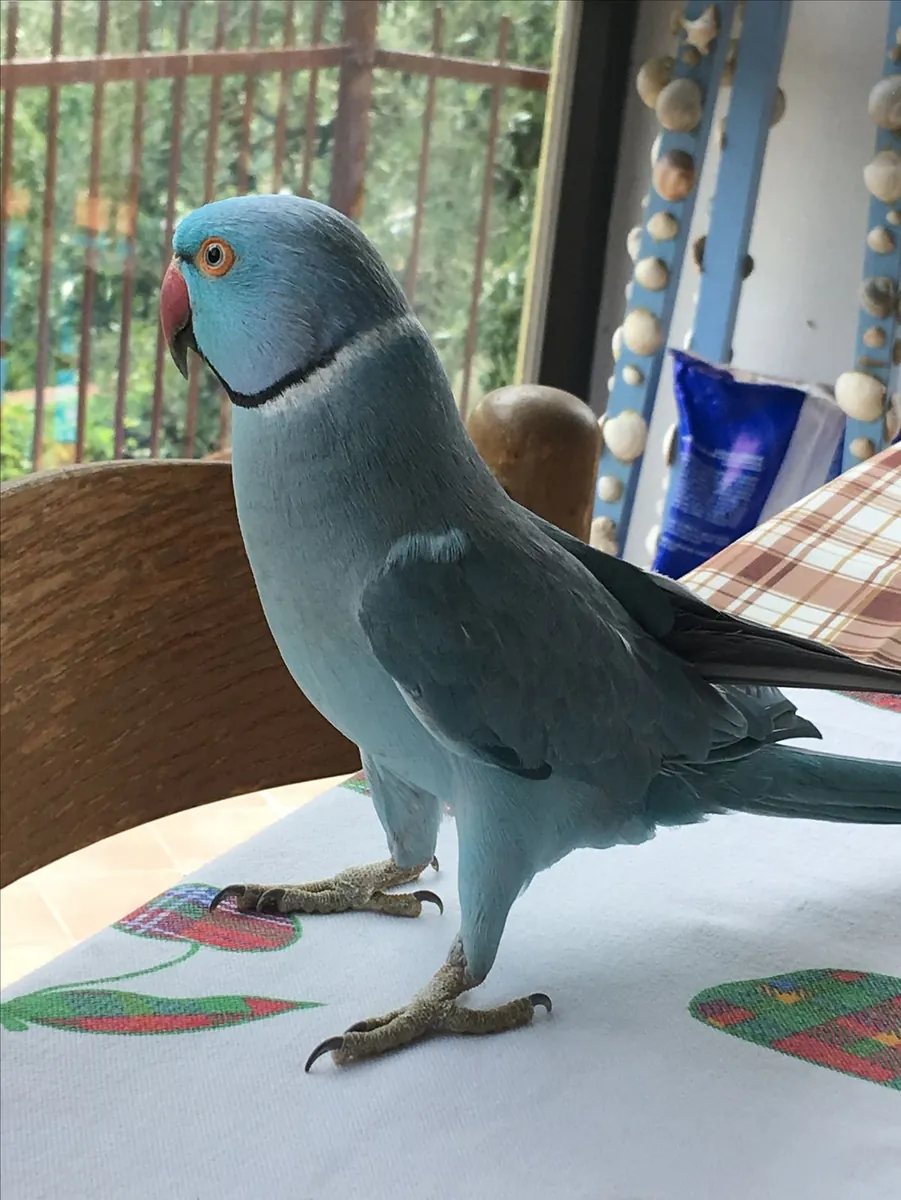 Lost Ringneck Parakeet | Green with long tail | Responds to “Rio”