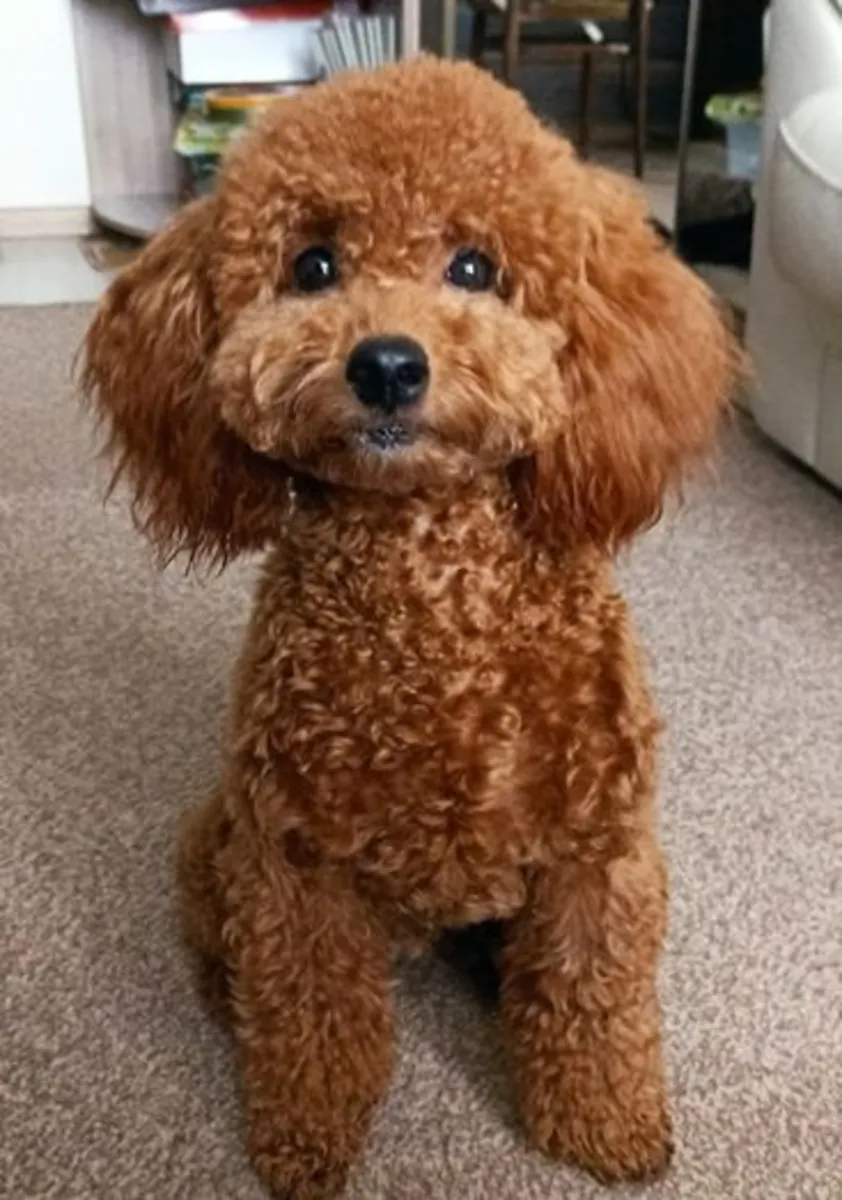 Poodle for stud service | Adult male | Responsible inquiries only