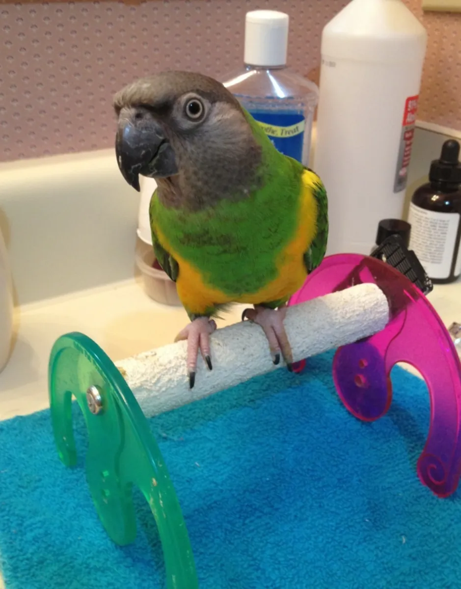 Senegalese parrot for sale | Sociable, curious | Ideal for a quiet home