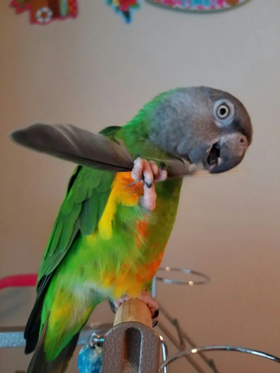 Senegalese parrot for sale | Sociable, curious | Ideal for a quiet home