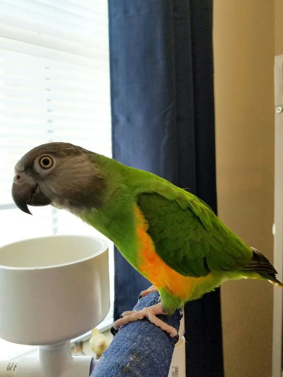 Senegalese parrot for sale | Sociable, curious | Ideal for a quiet home