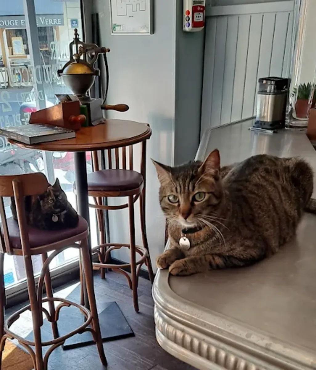 Batignolles Veterinary Clinic – Paris 17 (Sevetys) - Paris