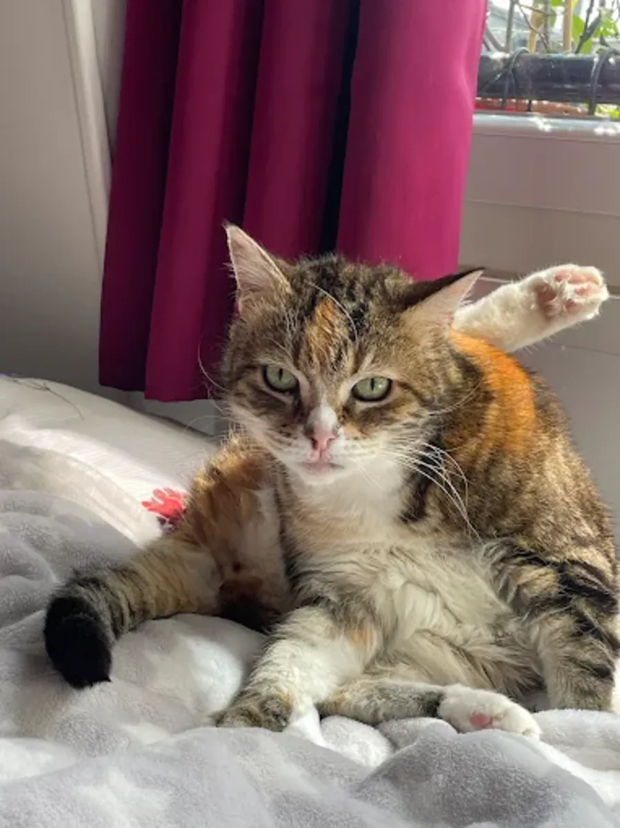 Batignolles Veterinary Clinic – Paris 17 (Sevetys) - Paris