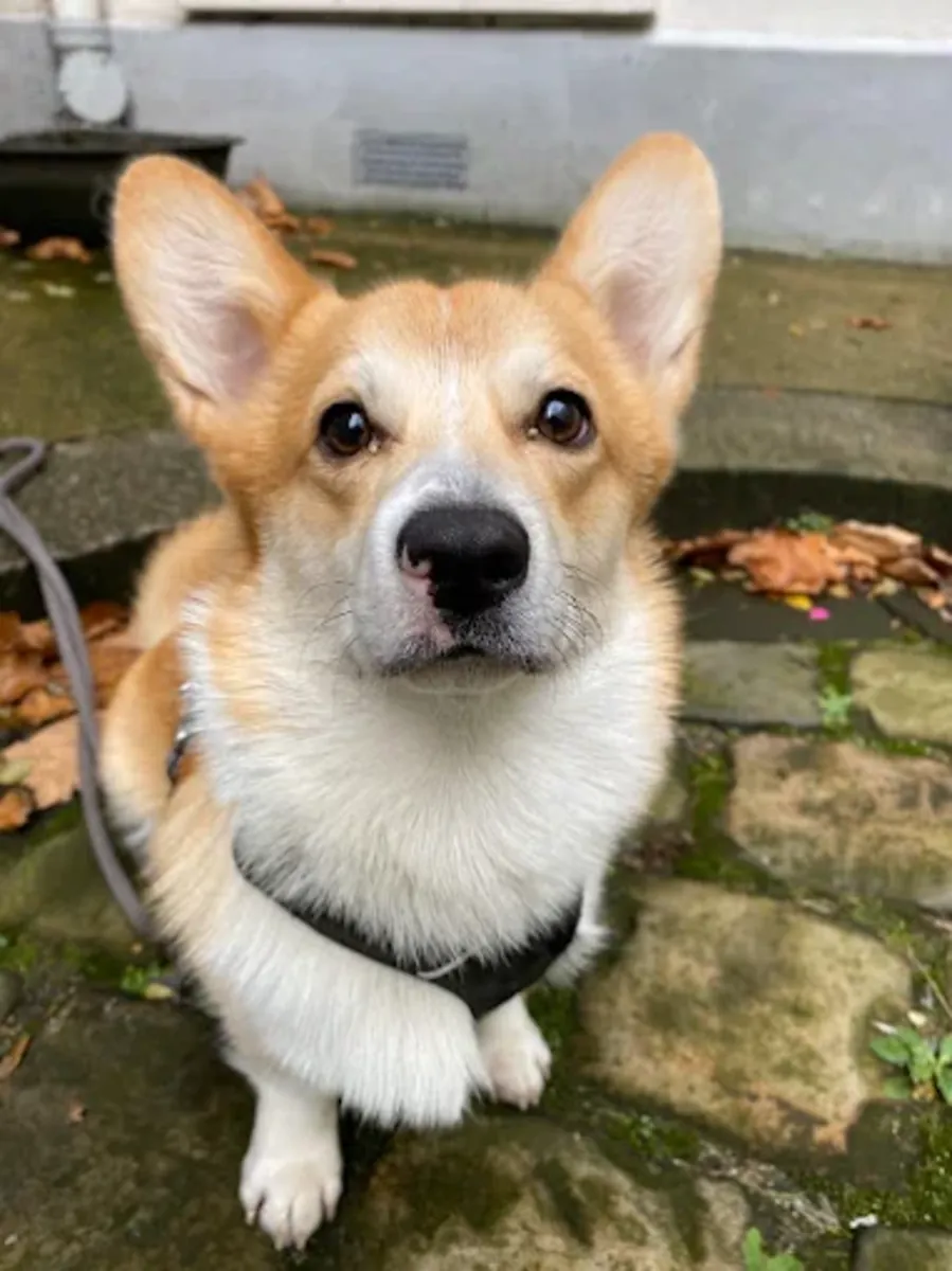 Batignolles Veterinary Clinic – Paris 17 (Sevetys) - Paris