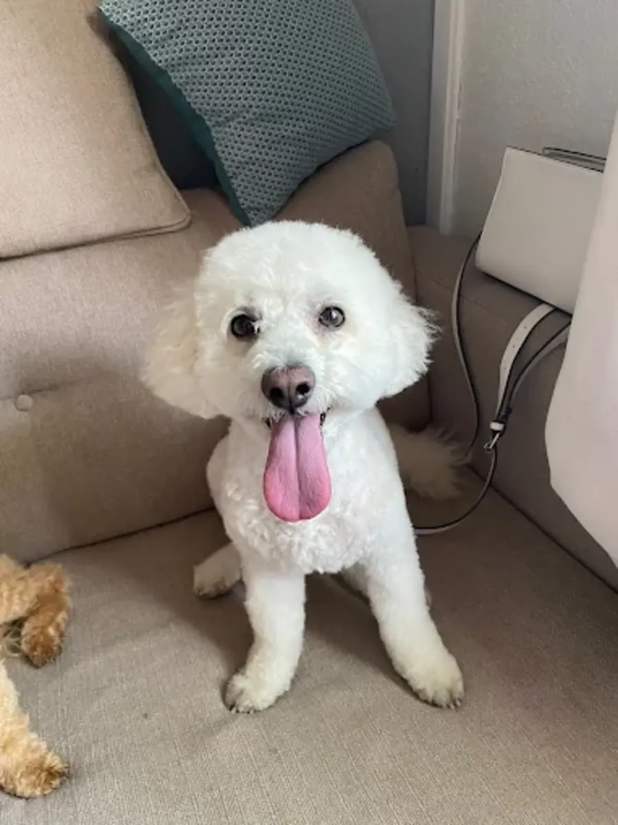 BIGOUDI – Dog & cat grooming (Lyon 6th arrondissement) - Lyon