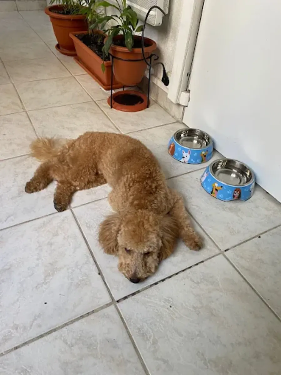 BIGOUDI – Dog & cat grooming (Lyon 6th arrondissement) - Lyon