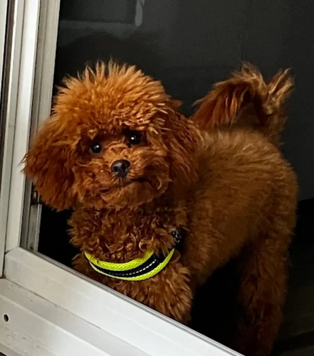 BIGOUDI – Dog & cat grooming (Lyon 6th arrondissement) - Lyon