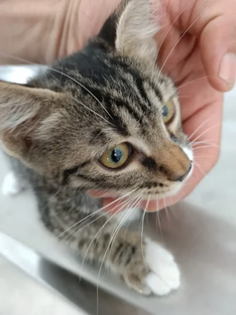 Pati Palace Veterinary Clinic – Reliable Veterinary Services in Istanbul - İstanbul