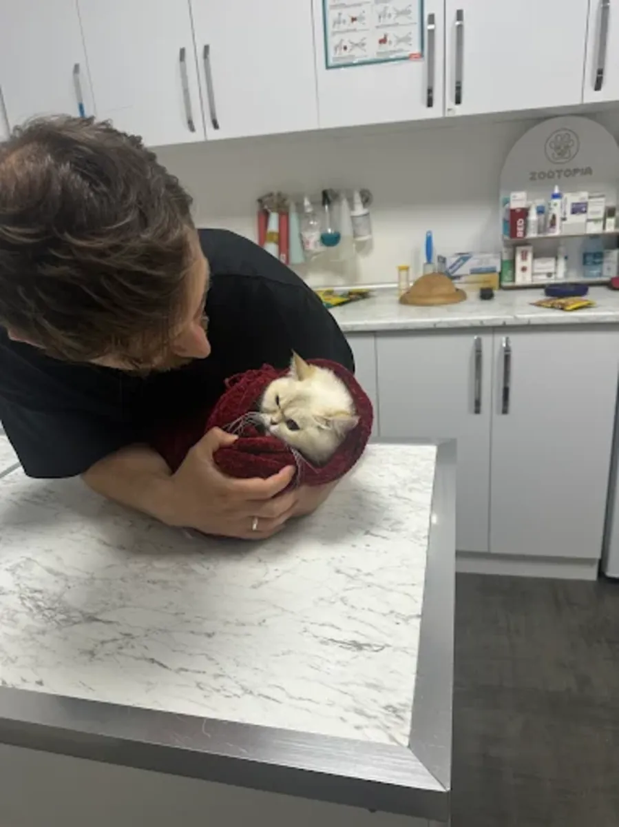 Pati Palace Veterinary Clinic – Reliable Veterinary Services in Istanbul - İstanbul