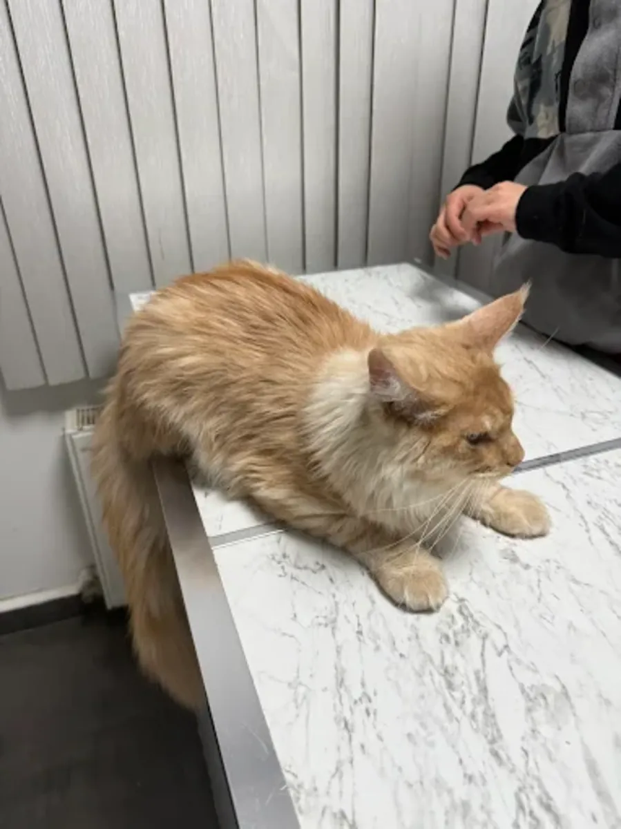 Pati Palace Veterinary Clinic – Reliable Veterinary Services in Istanbul - İstanbul