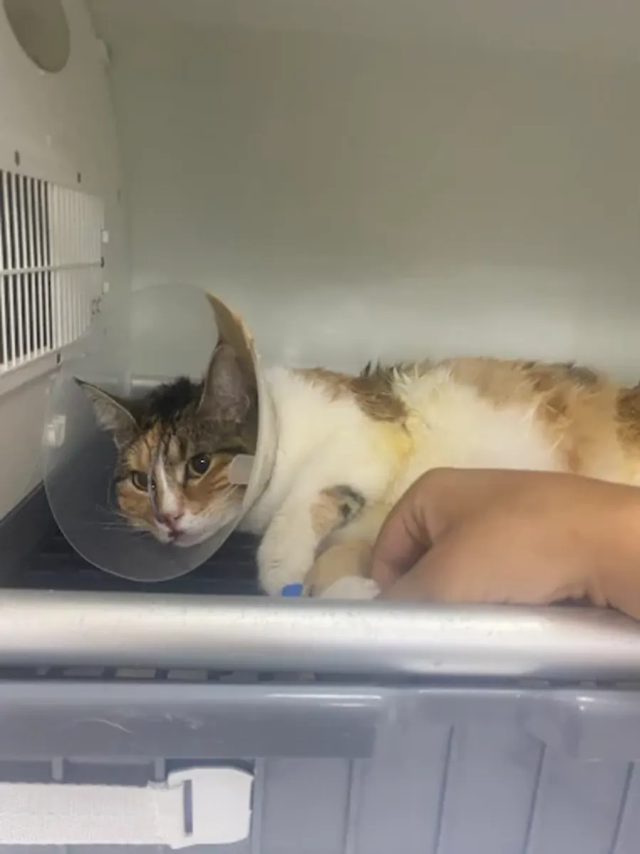 Clínica veterinaria de Izmir: servicios veterinarios confiables en Karşıyaka - İzmir