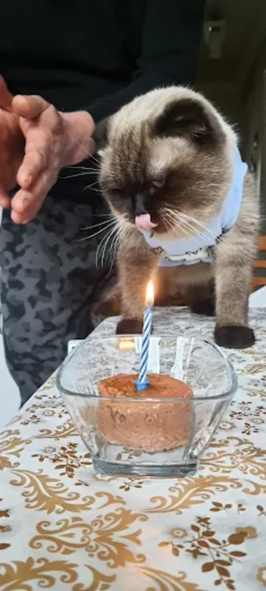 Clínica veterinaria de Izmir: servicios veterinarios confiables en Karşıyaka - İzmir