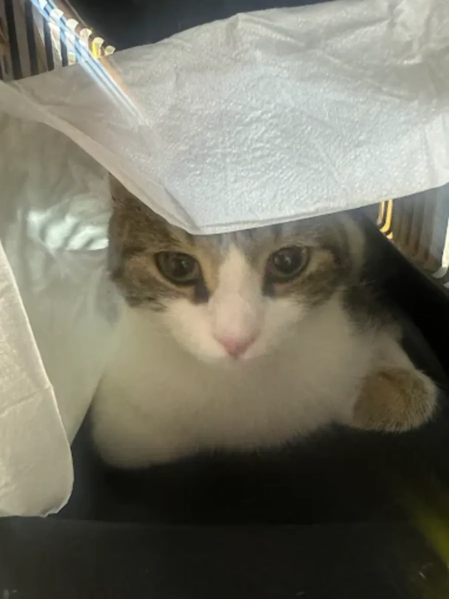 Clínica veterinaria de Izmir: servicios veterinarios confiables en Karşıyaka - İzmir