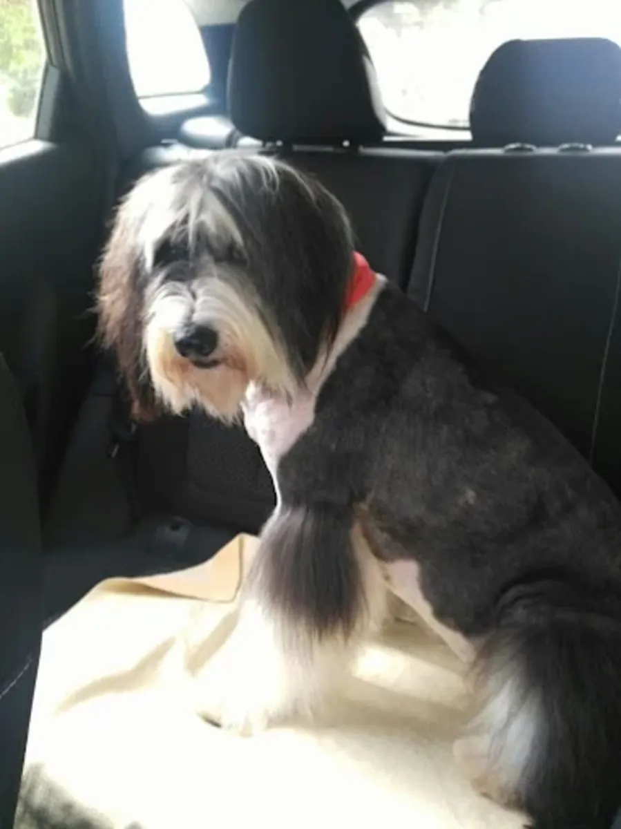 Clínica veterinaria de Izmir: servicios veterinarios confiables en Karşıyaka - İzmir