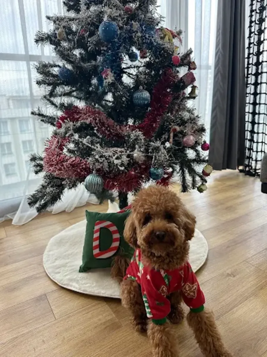 Clínica veterinaria de Izmir: servicios veterinarios confiables en Karşıyaka - İzmir