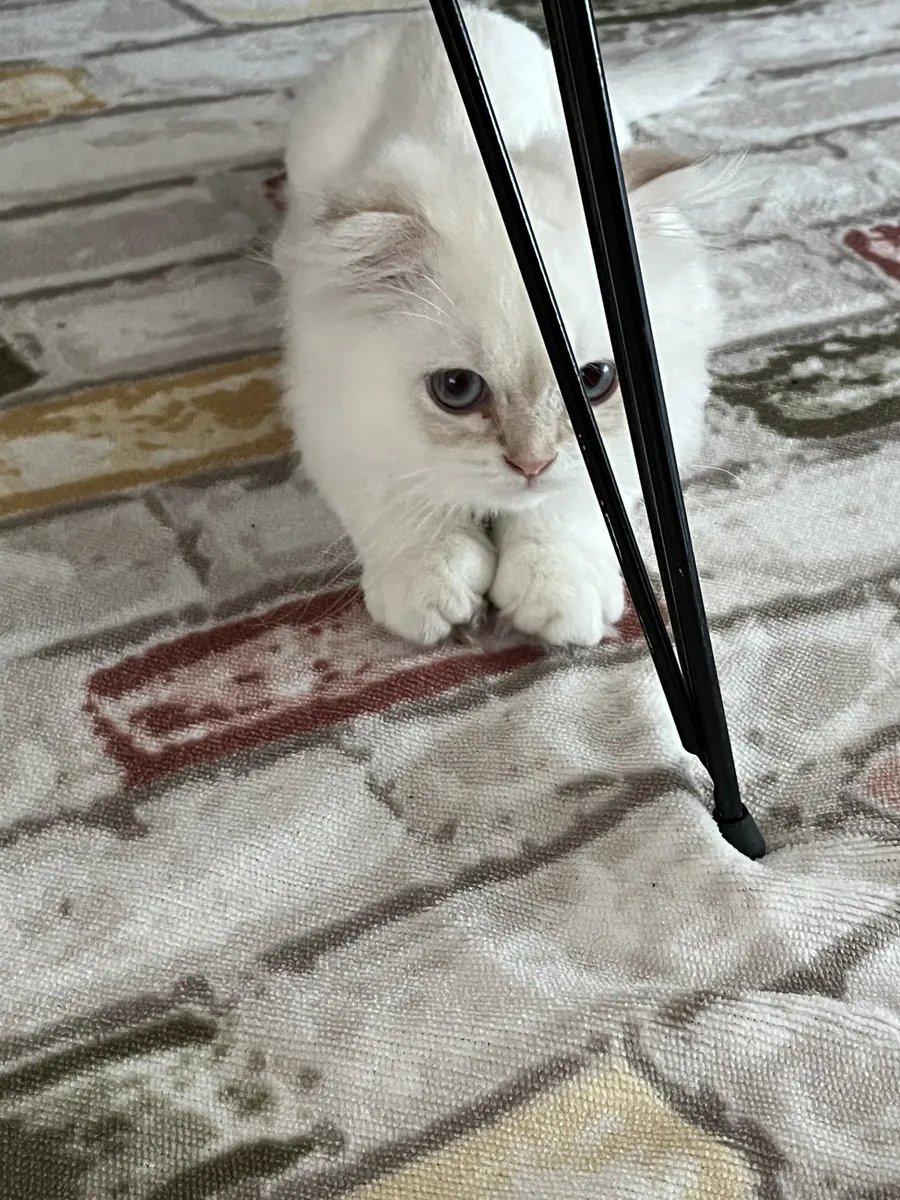 Chaton Scottish Fold de 3 mois
