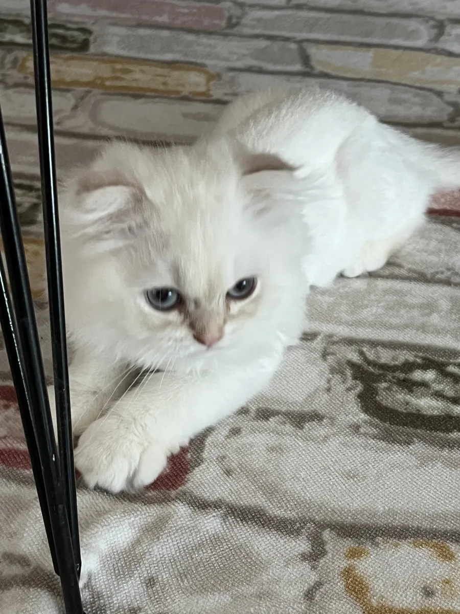 Chaton Scottish Fold de 3 mois