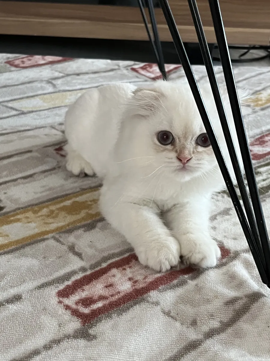 Chaton Scottish Fold de 3 mois