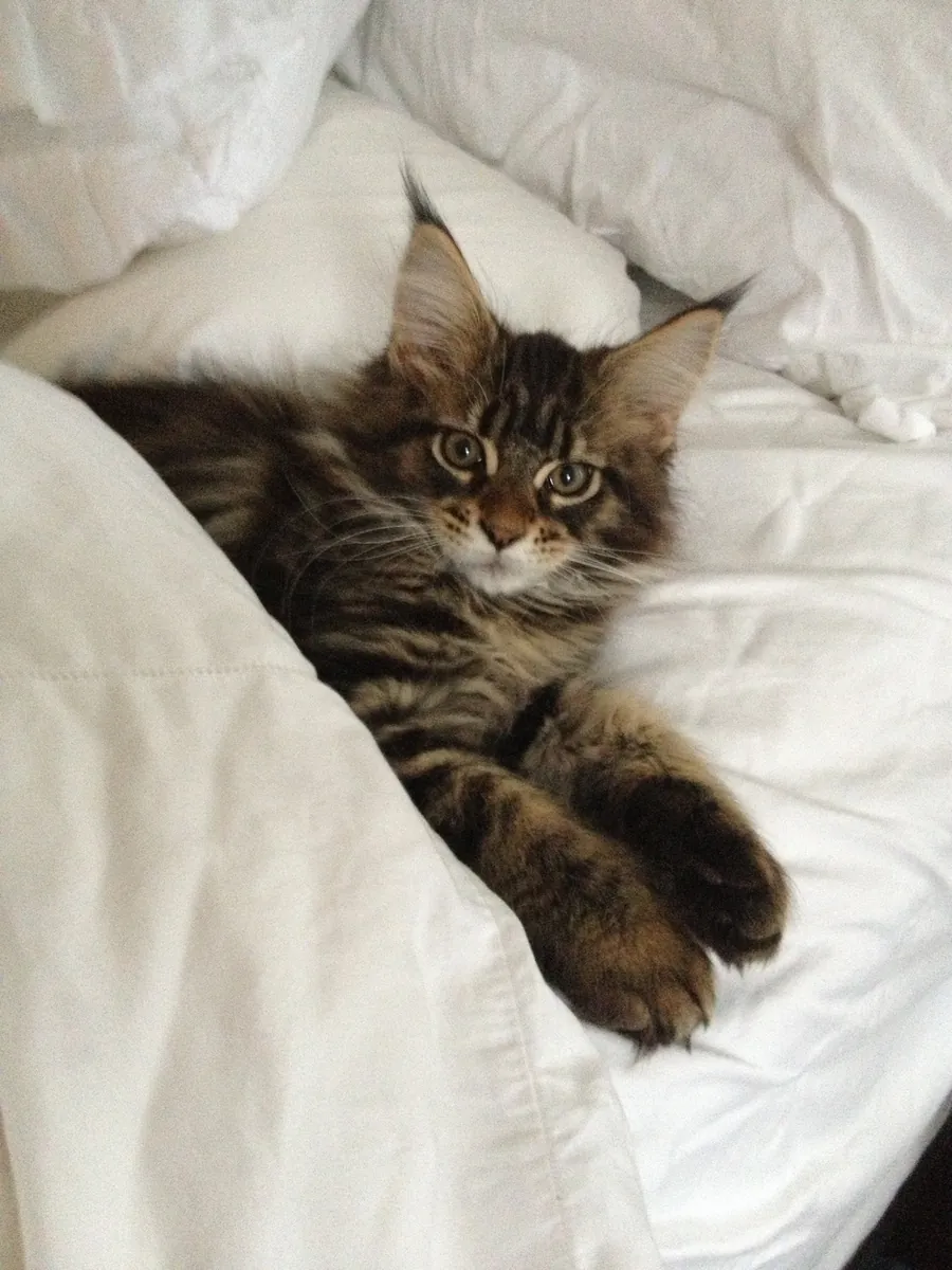 Maine Coon for Sale | Gentle Giant | Raised Inside the Home