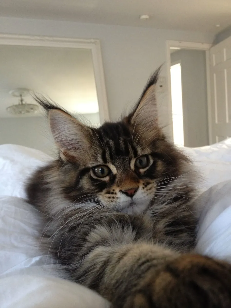 Maine Coon for Sale | Gentle Giant | Raised Inside the Home