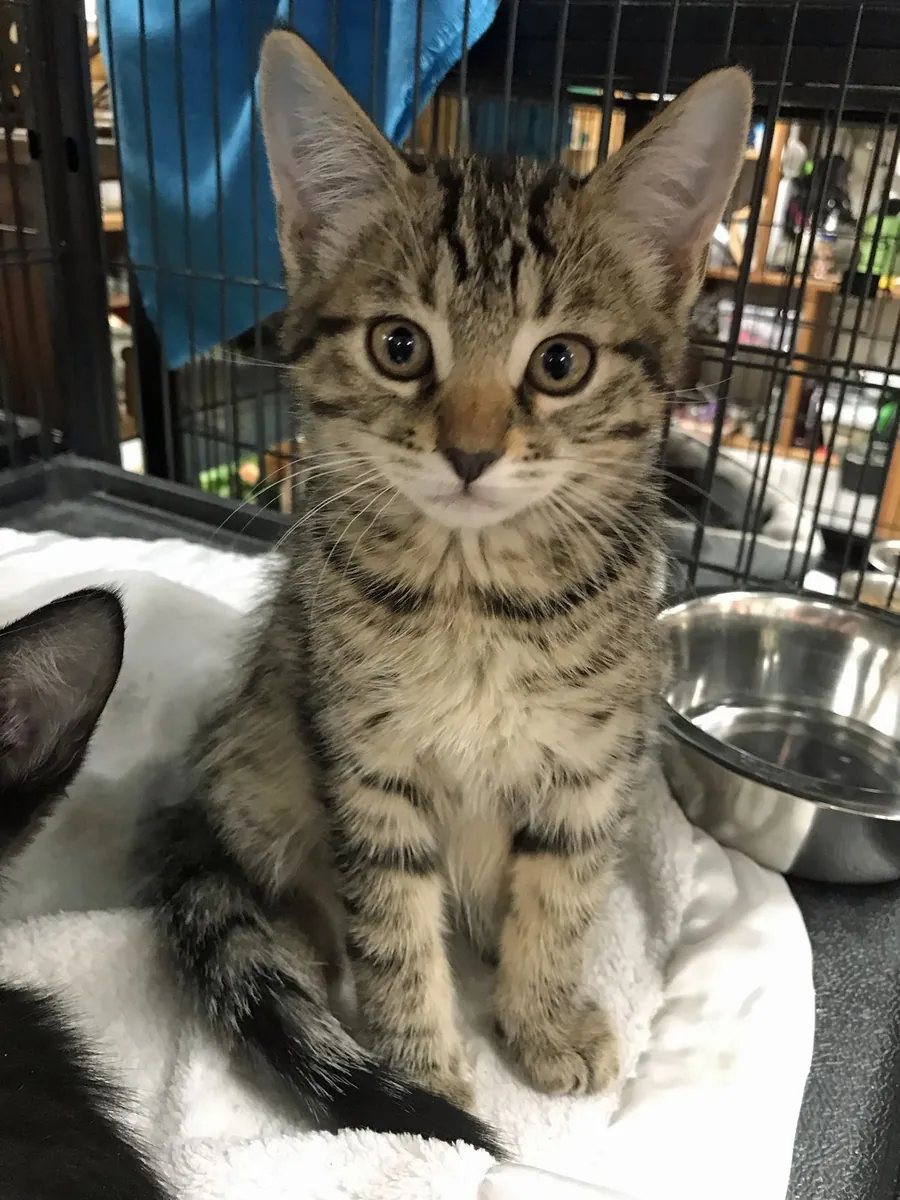 Rescue Cat Looking for a Calm Home | Free Adoption | Very Affectionate