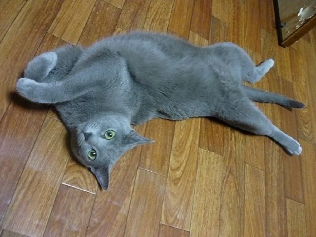 Lost Russian Blue | Shy but Friendly | Please Contact If Seen
