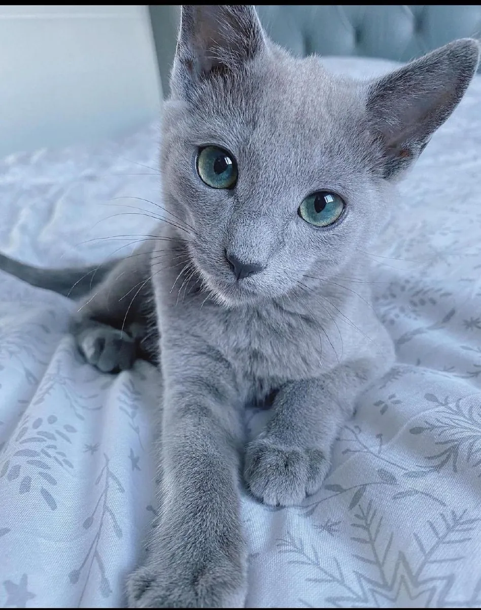 Lost Russian Blue | Shy but Friendly | Please Contact If Seen