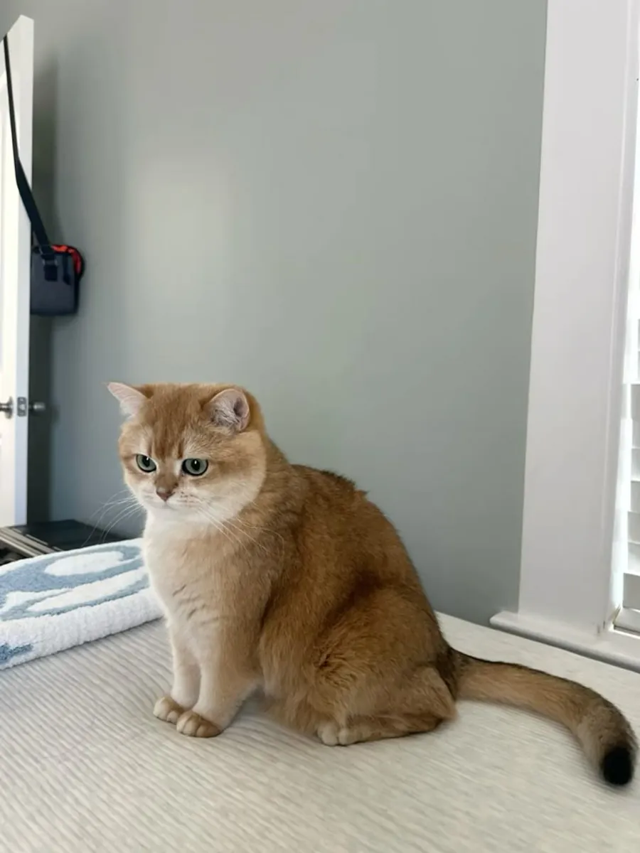 British Shorthair for Mating | Calm Temperament | Responsible Pairing Only