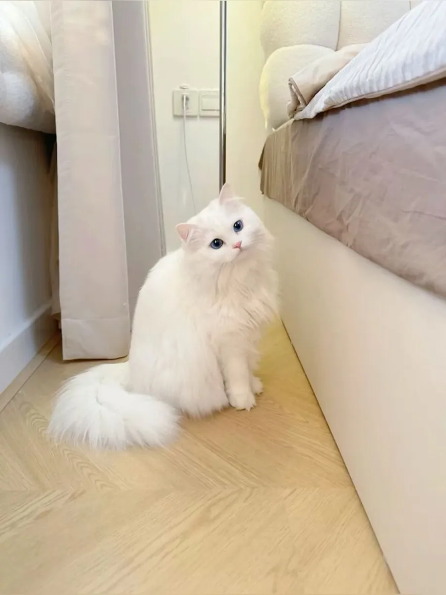Turkish Angora for Sale | Elegant, Intelligent | Very People-Oriented