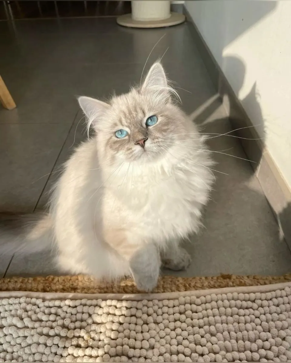 Сибирская кошка на продажу | Спокойная, домашняя | Настоящий член семьи